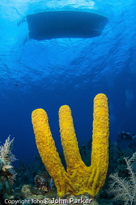 Yellow Sponge Grand Cayman East End by John Parker 